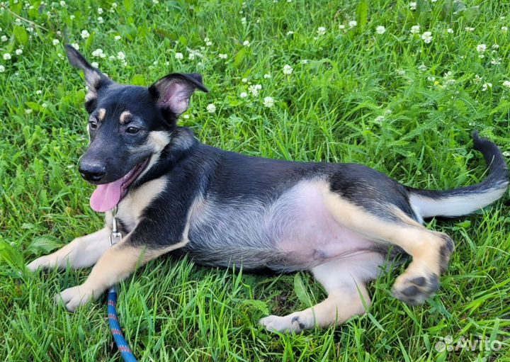 Мхат из леса (похож на овчаренка)