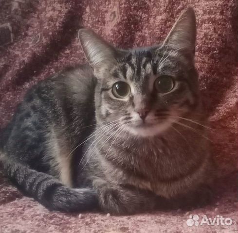Чистоплотная кошка Луна (1, 5 года)