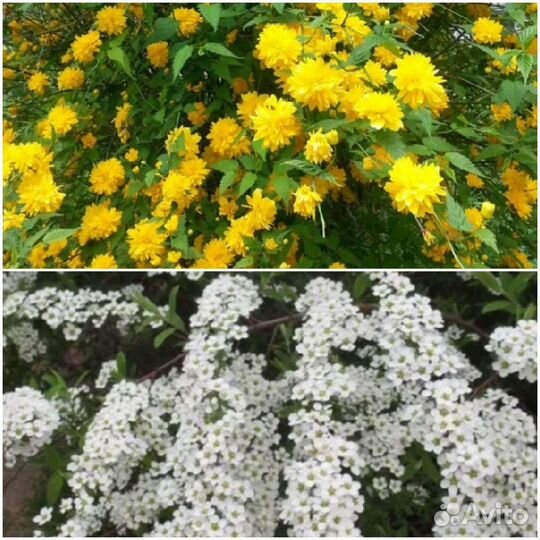 Керрия японская