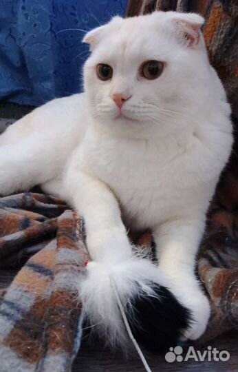 Шотландский вислоухий кот вязка