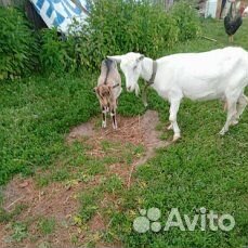 Продам козу