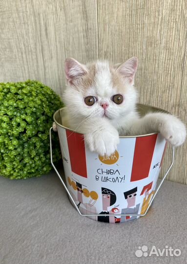 Сладкий малыш Айсик