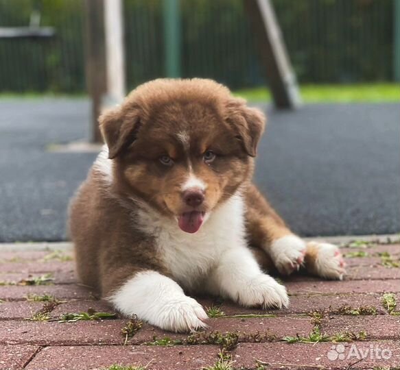 Австралийская овчарка.паппи