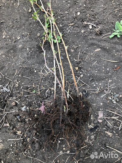 Саженцы малины