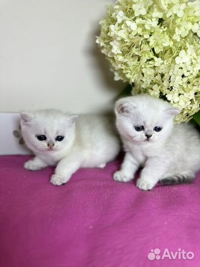 Шиншилловые девочки прямоушки и вислоушки