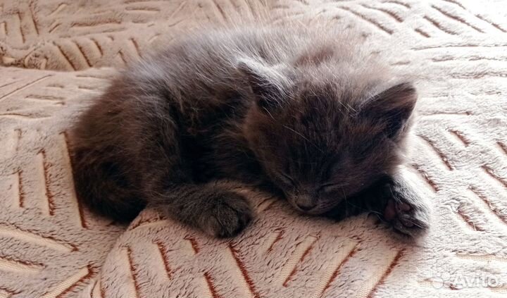 Котята в добрые руки даром