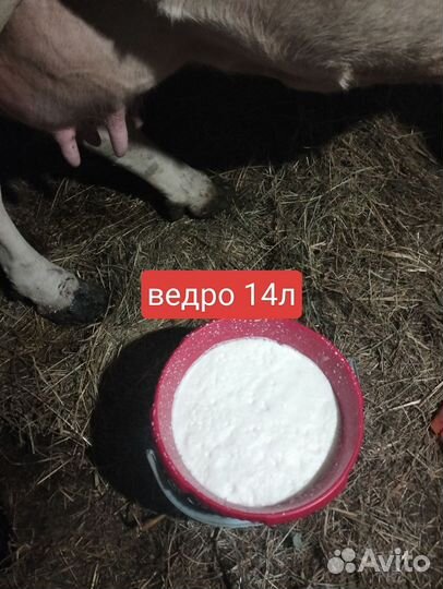 Корова высокоудойная