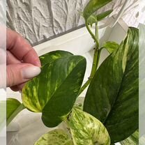 Сциндапсусы и мостера черенки