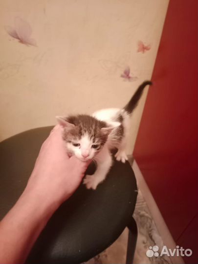 Кошка в дар бесплатно