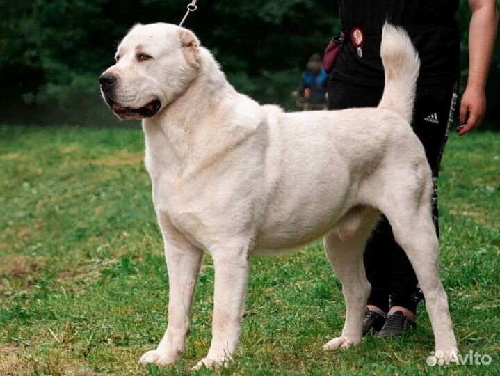 Среднеазиатская овчарка (алабай), вязка