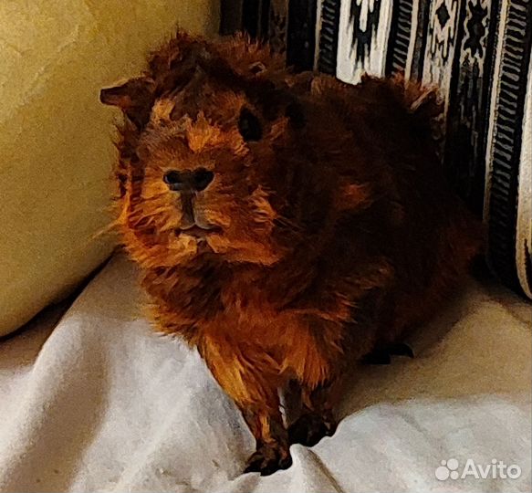 Морская свинка