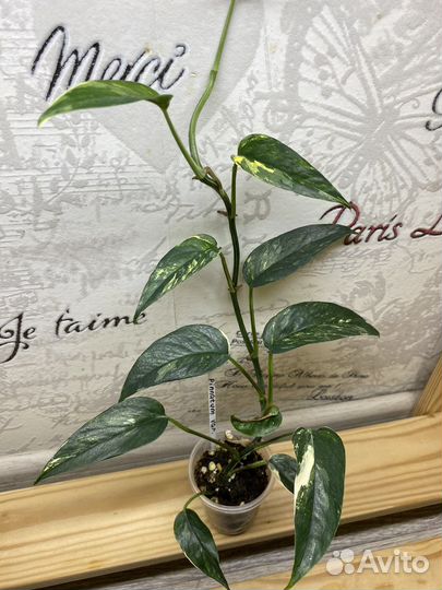 Эпипремнум, Сциндапсус