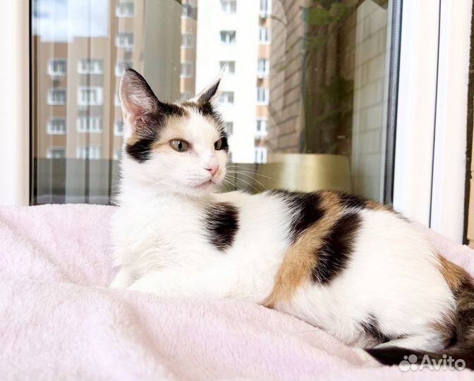 Печальная Кошка Сказка. В добрые руки