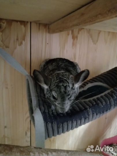 Семья шиншилл с большой клеткой