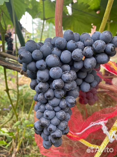 Саженцы винограда