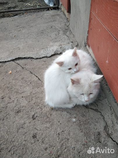 Кошечка в добрые руки