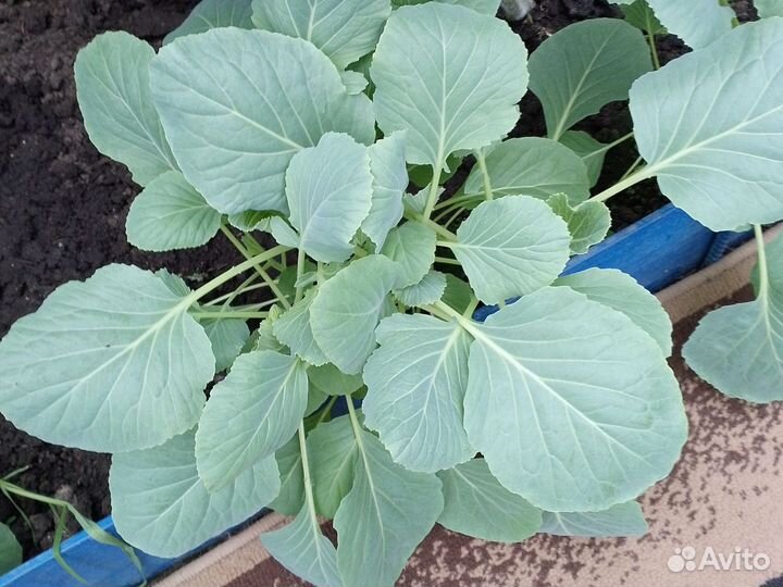 Рассада капусты поздней