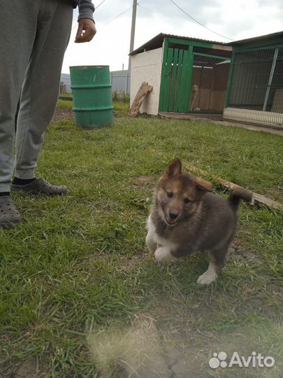 Продам Щенка зсл