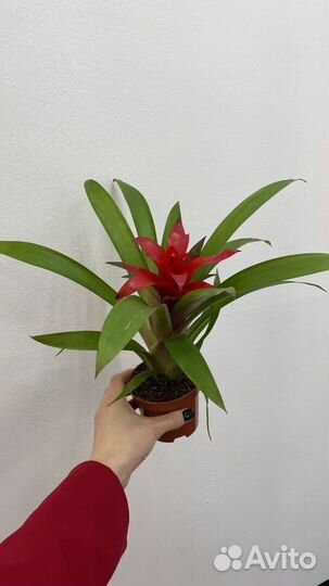 Гузмания, комнатные растения