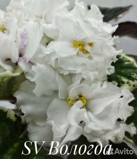 Сортовые фиалки. Свежий срез