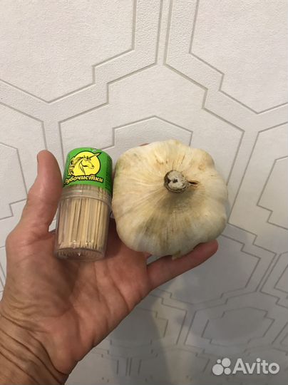 Чеснок рокамболь