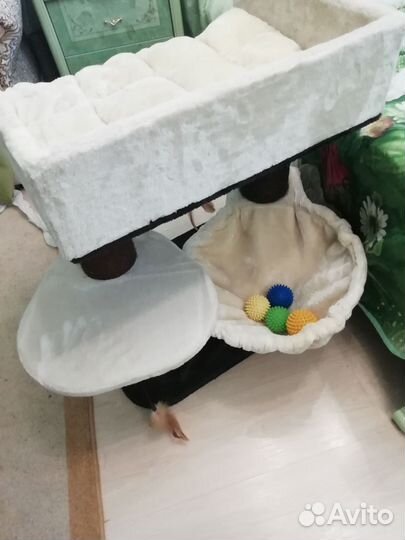 Когтеточка кошкин дом