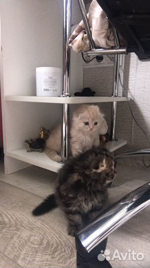 Котята Хайленд Фолд