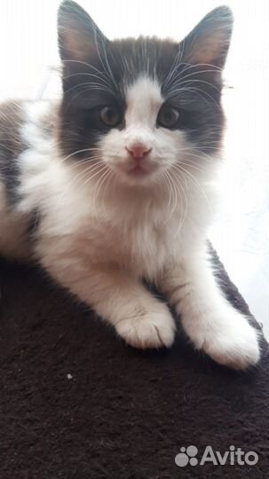 Отдам в добрые руки котенка (кот)