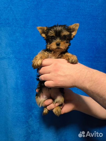 Щенки йоркширский терьер с документами