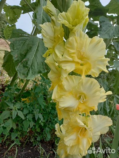 Луковица гладиолуса