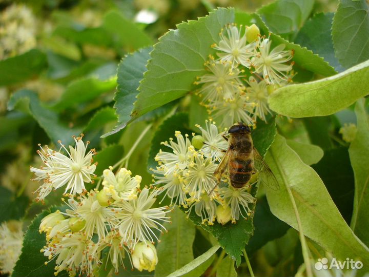 Саженцы липы