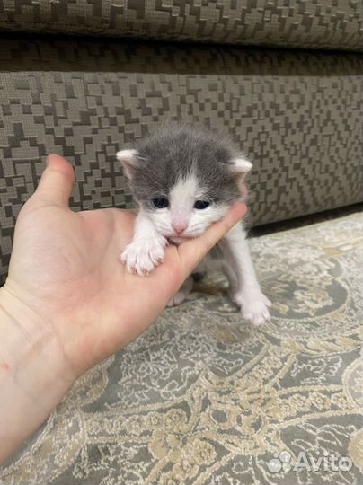 Котенок котёнок кошка