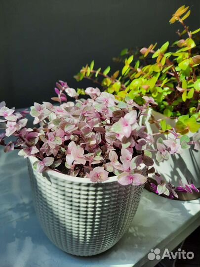 Каллизия 3 цвета розовая желтая зеленая