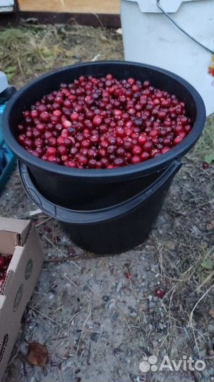 Клюква оптом свежая