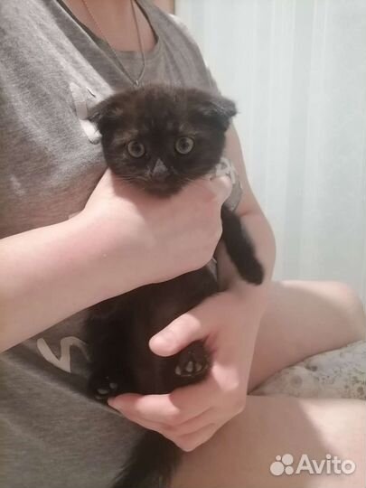 Шотландская