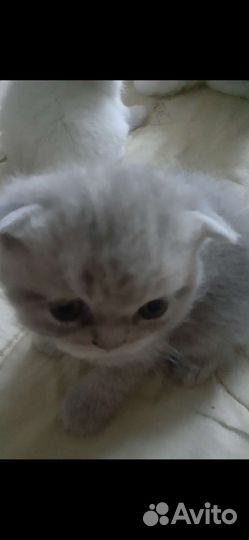 Шотландские вислоухие котята