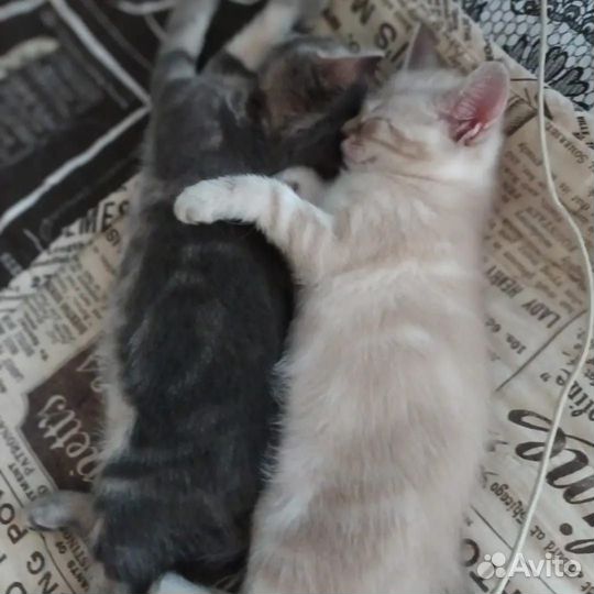 Котята красивучие ассорти