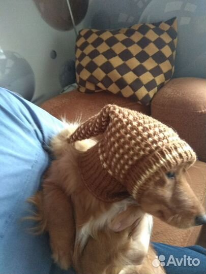 Шапочки для мелких и средних собачек