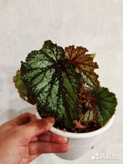 Бегония кейн