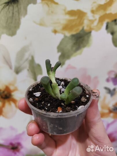 Суккуленты