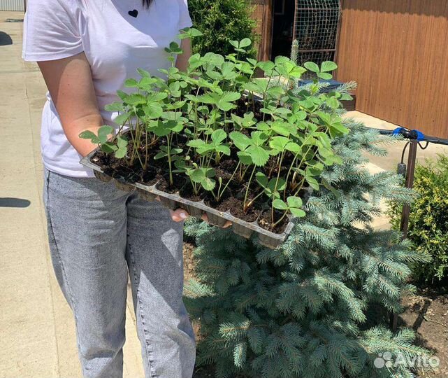 Саженцы ремонтантной клубники