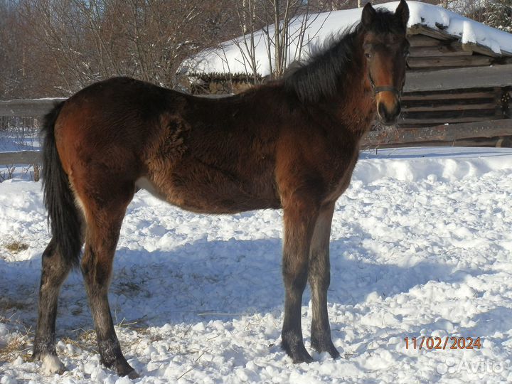 Орловские рысаки жеребята