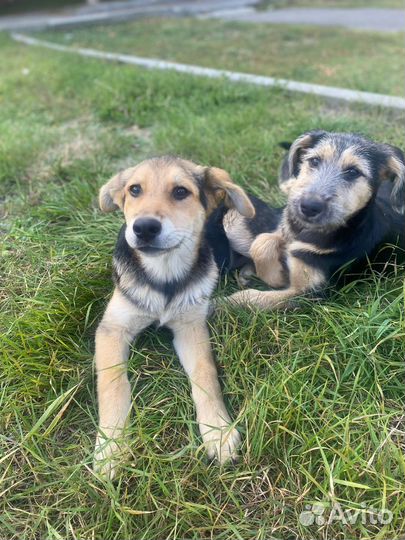 Щеночки девочки