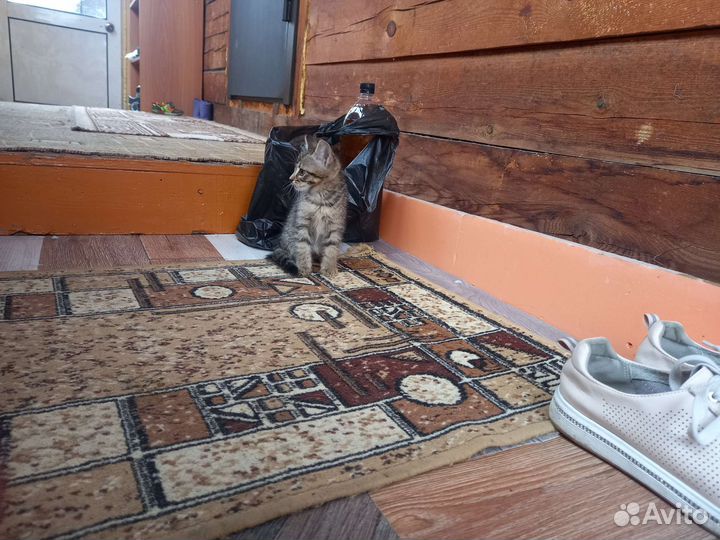 Котята в добрые руки бесплатно