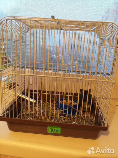 Сирийский хомяк с клеткой