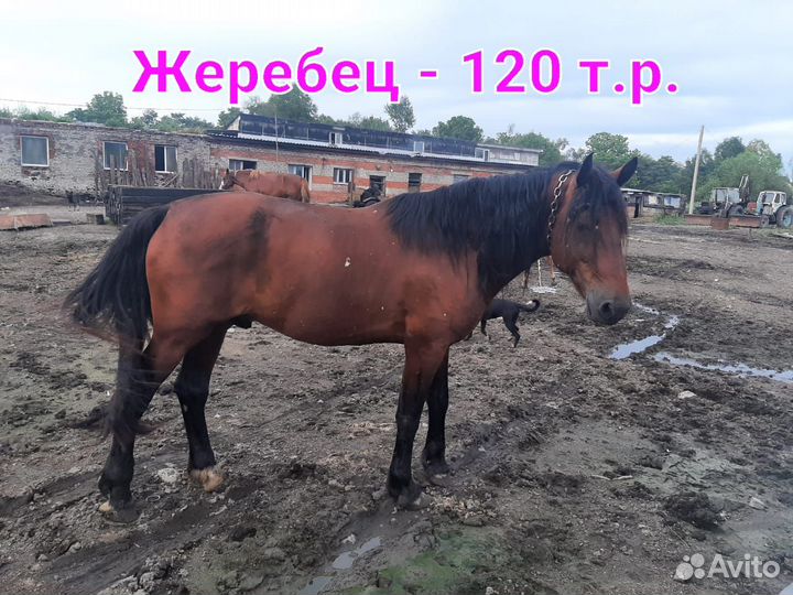 Продаются лошади