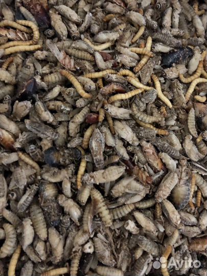 Замороженные насекомые