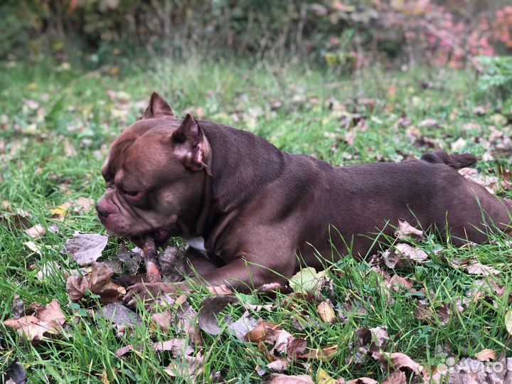 Американский Булли вязка