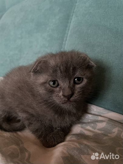 Шотландская