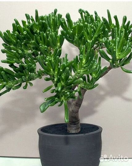 Крассула Хоббит